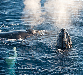 humpback whale