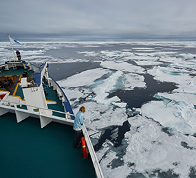 north spitsbergen polar bear special june