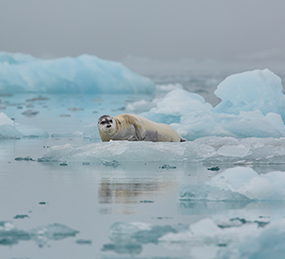 north spitsbergen polar bear special june