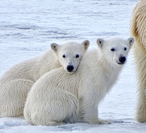 polar bears svalbard