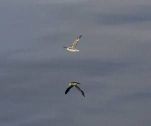 Seabird
