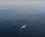 Seabird