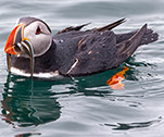 Puffin © Jonas Ottosen / Markaðsstofa Vesturlands