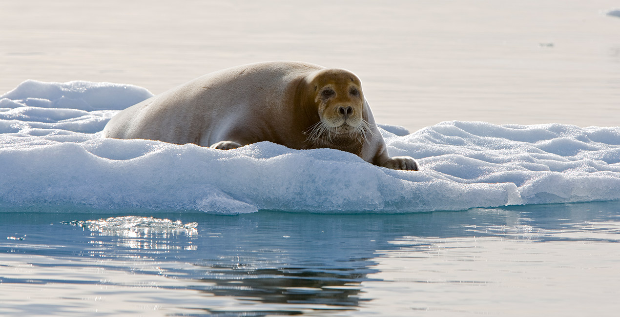 Arctic ProCruises