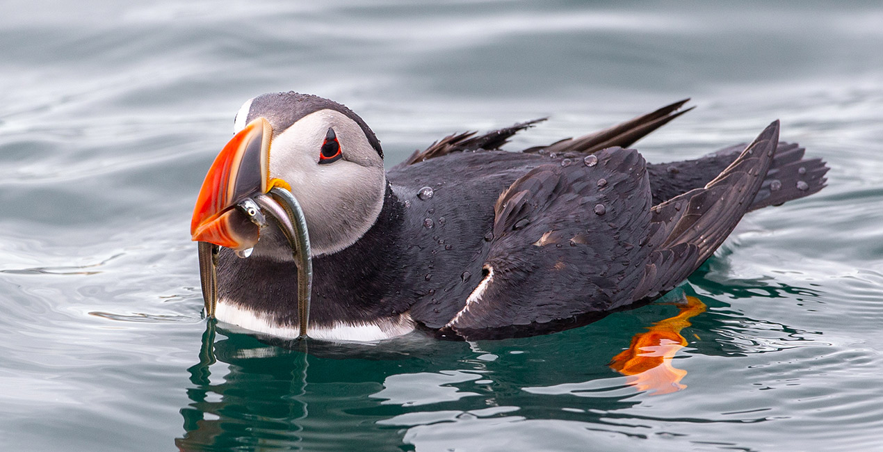 Puffin © Jónas Ottóssen Markaðasstofa