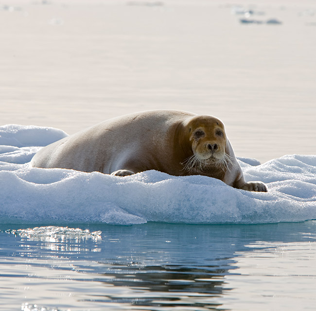 Seal on ice in Svalbard © Franco Banfi / Oceanwide Expeditions