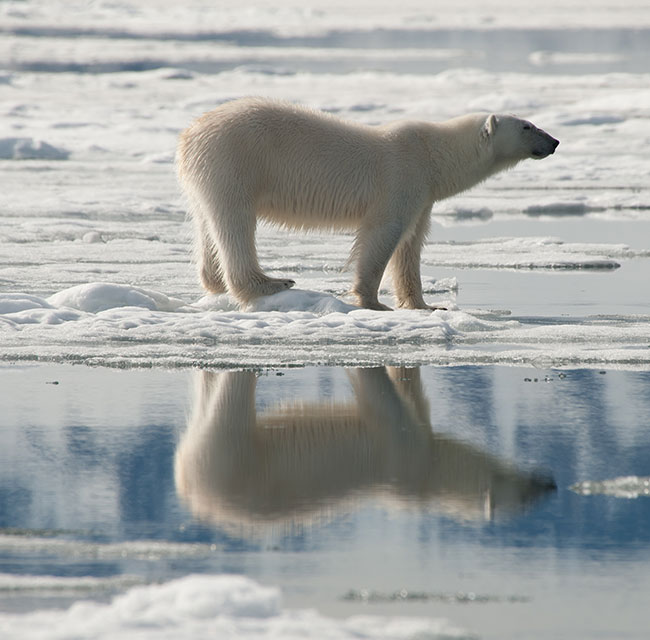 Polar bear on Svalbard © Erwin Vermeulen / Oceanwide Expeditions